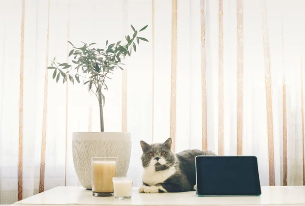 Schottische Rasse Graue Katze Liegt Auf Dem Tisch Mit Digitalem — Stockfoto