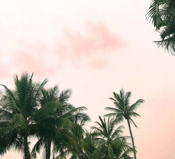 Palmy Proti Úžasné Bavlněné Cukrové Růžové Obloze Při Západu Slunce — Stock fotografie