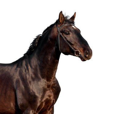 at kafası üzerinde beyaz izole