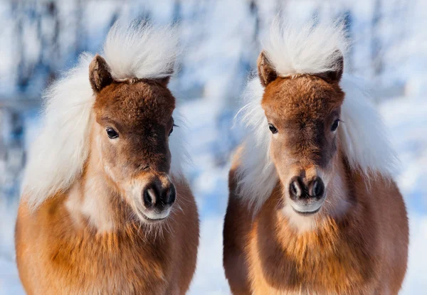 Ponies in winter — Stock Photo, Image