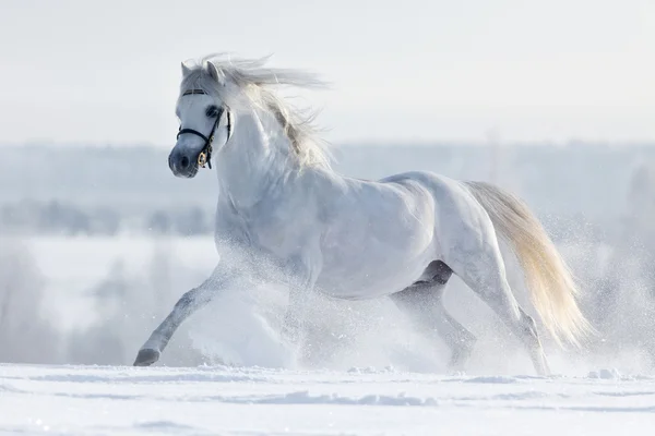 Vit häst på vintern — Stockfoto