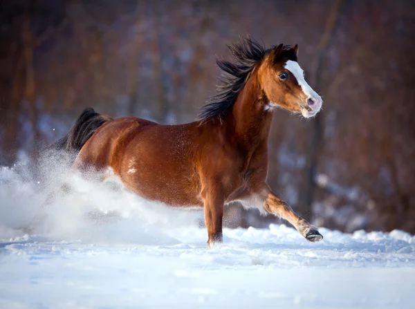 冬に走る馬は — ストック写真