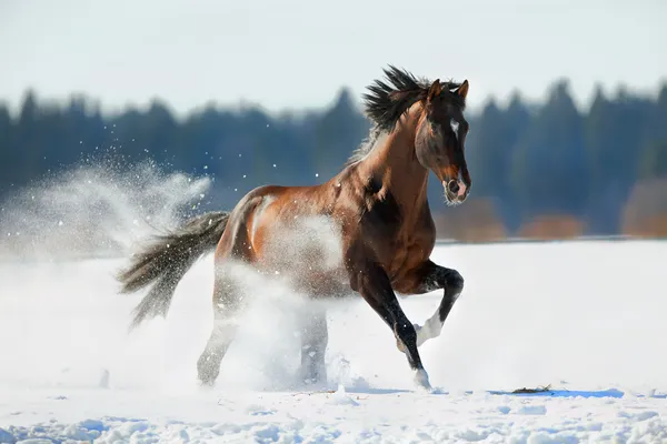 Häst som springer på vintern — Stockfoto