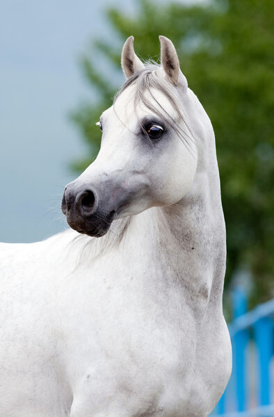 White horse portrait