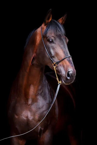 Голова коня ізольована на чорному Ліцензійні Стокові Фото