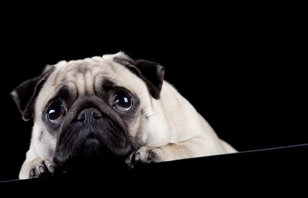 Pug — Stockfoto