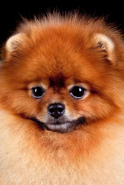 Pomeranian (spitz) köpek — Stok fotoğraf