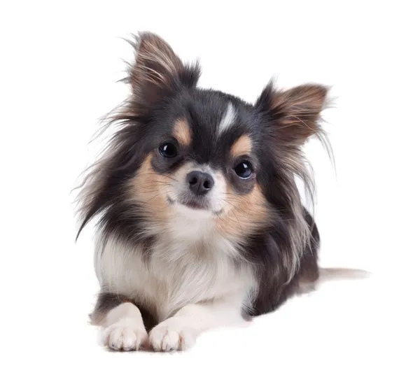 Chihuahua hond geïsoleerd op wit — Stockfoto