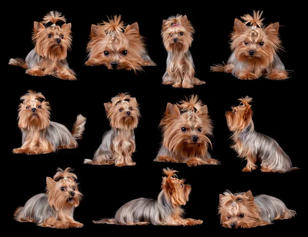 Yorkshire terrier — Zdjęcie stockowe