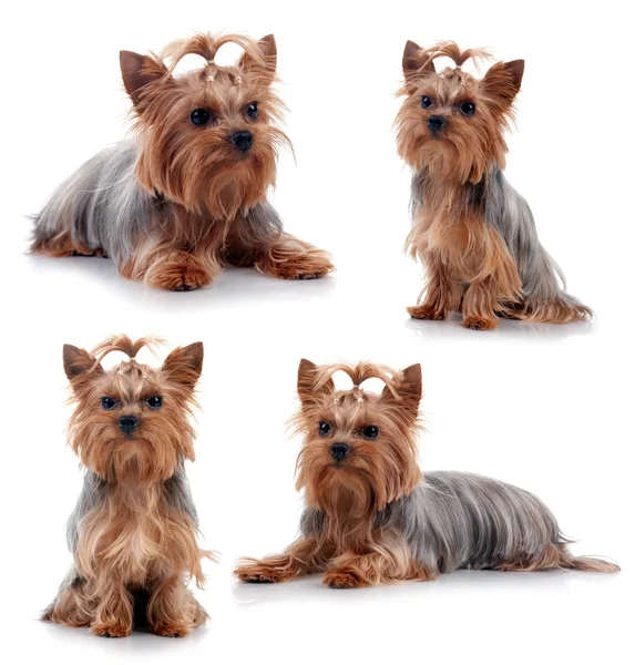 Yorkshire Terriers isolado em preto . — Fotografia de Stock