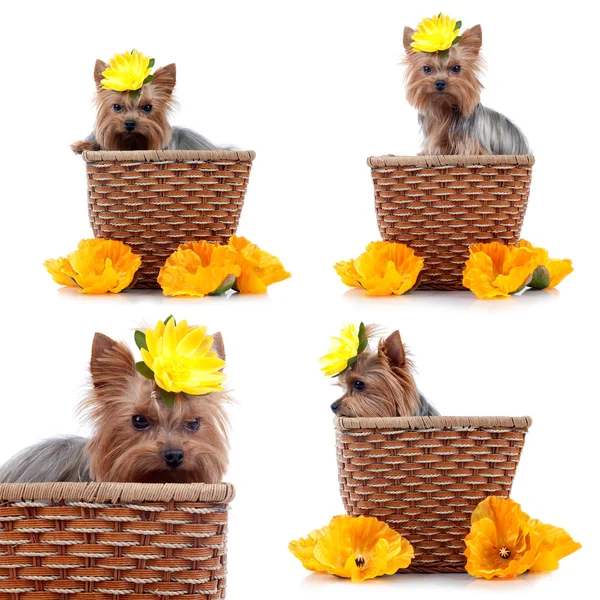 Yorkshire Terrier isolati su nero . — Foto Stock