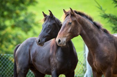 Two horses clipart