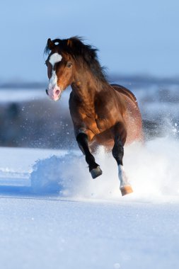 Horse running across the field in winter clipart