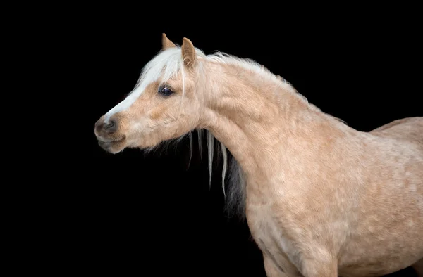 Caballo amarillo —  Fotos de Stock