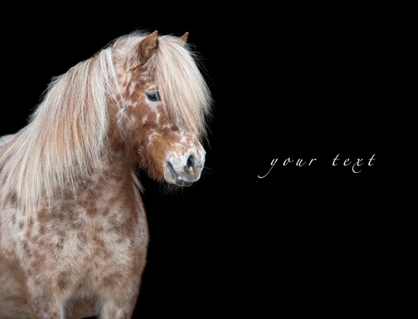 Appaloosa horse — Stockfoto