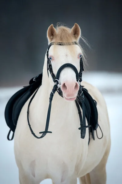 Cavalo branco com sela e freio — Fotografia de Stock