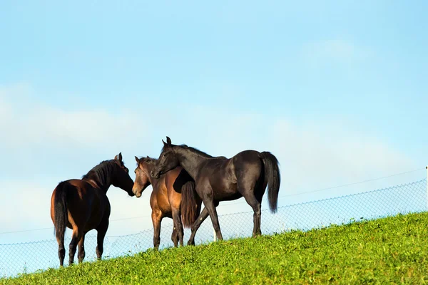 Tres caballos en la colina verde — Foto de Stock