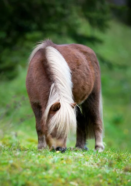 Shetland pony eten van gras — Stockfoto