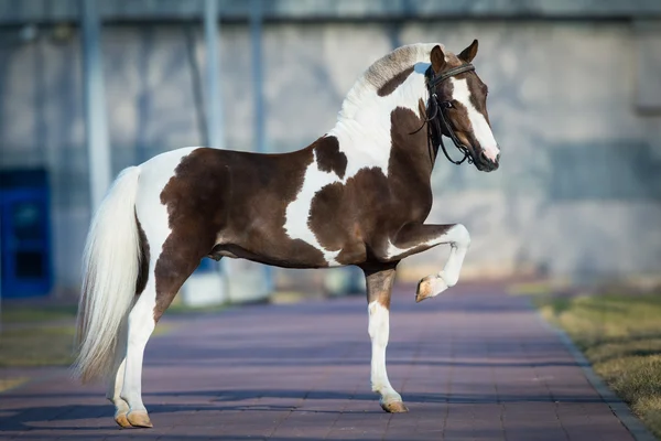 Shetlandsponny. — Stockfoto