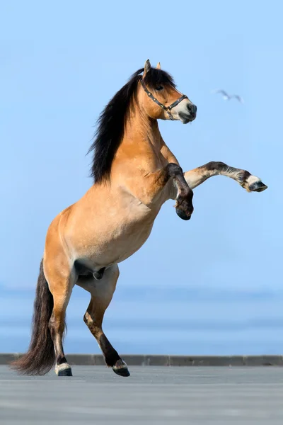 Steigerend paard — Stockfoto