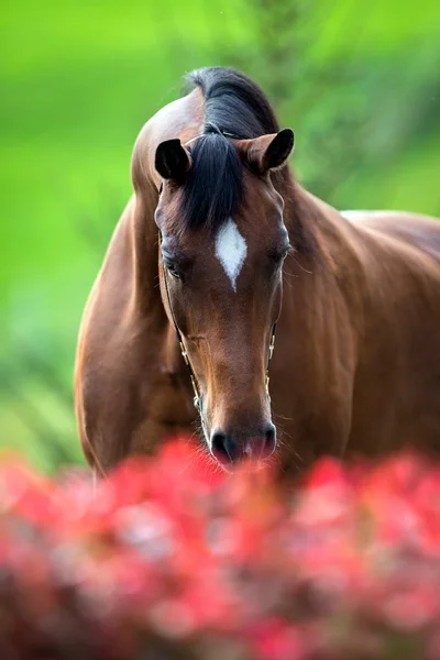 Cabeça de cavalo marrom — Fotografia de Stock