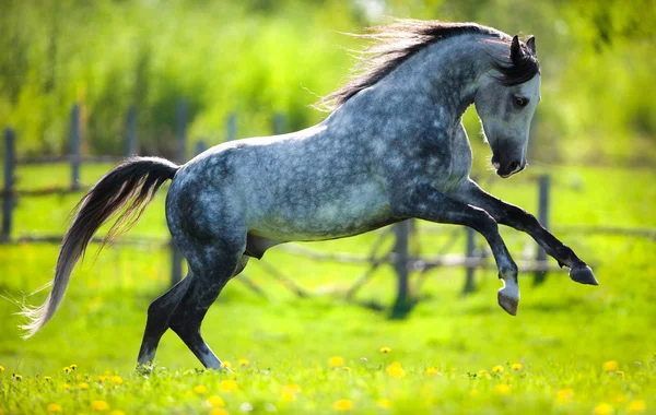 Pferd galoppiert im Frühling auf Feld — Stockfoto