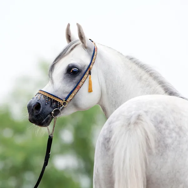 Tête de cheval blanche — Photo
