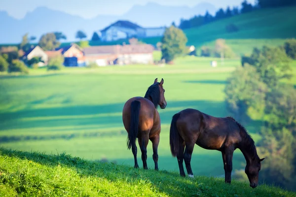 Twee paarden in veld — Stockfoto