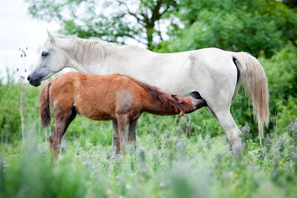 Arabian sto och föl — Stockfoto