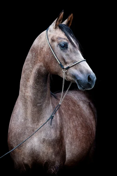 Koňské hlavy — Stock fotografie