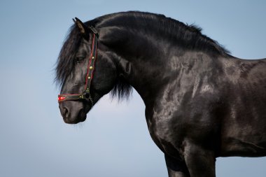 siyah at portresi