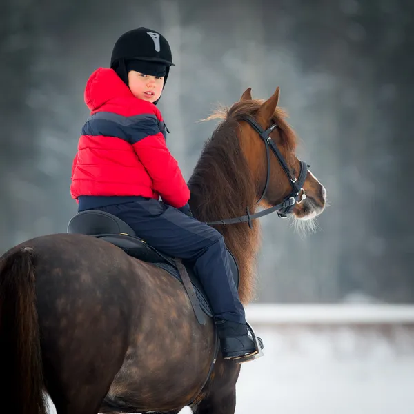 Cheval et jockey — Photo