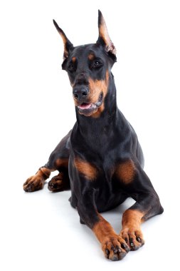 Doberman