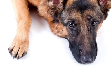 Alman çoban köpeği