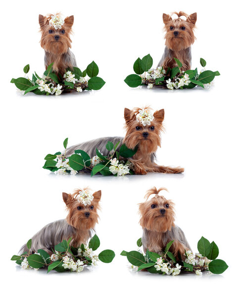 Yorkshire Terrier with flowers