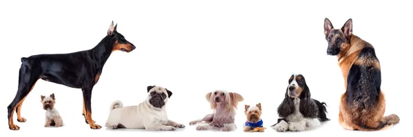 Gruppo di cani — Foto Stock