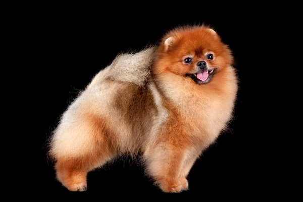 Pomeranian (spitz) köpek — Stok fotoğraf