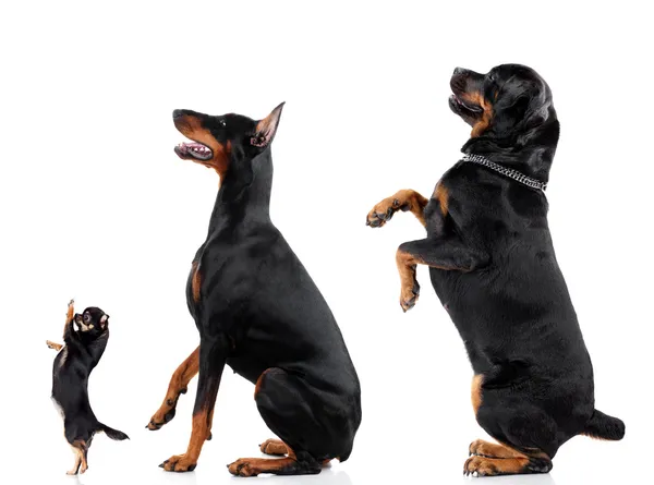 Chihuahua, Doberman, Rottweiler — Zdjęcie stockowe