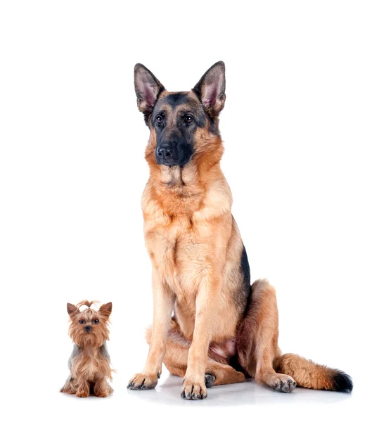 Gruppe von Chihuahua und Schäferhund — Stockfoto