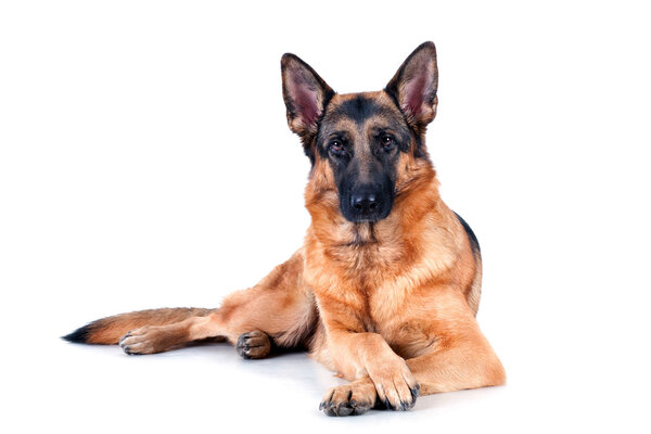 German Shepherd