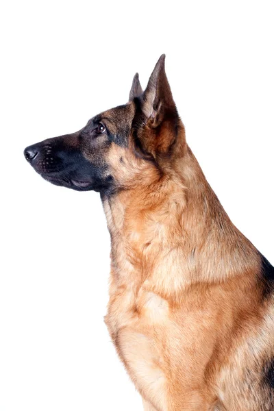 Deutscher Schäferhund — Stockfoto