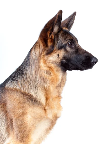 Deutscher Schäferhund — Stockfoto