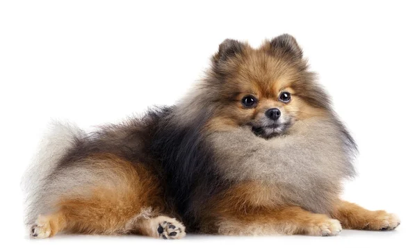 Pomeranian (spitz) σκύλος — Φωτογραφία Αρχείου