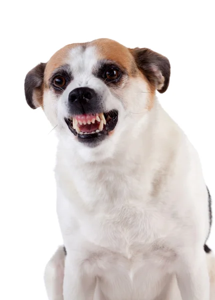 Anger dog and emotion — Stock Photo, Image