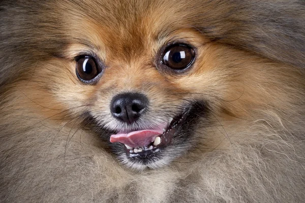 Pomeranian (spets) hund — Stockfoto