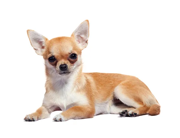 Chihuahua liggande Stockbild