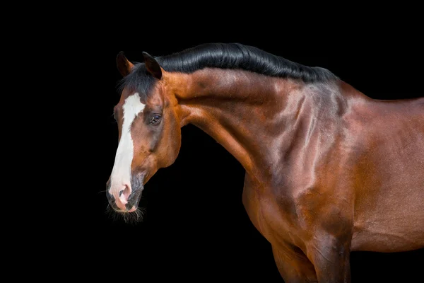 Holsteinisches Lorbeerpferd. — Stockfoto