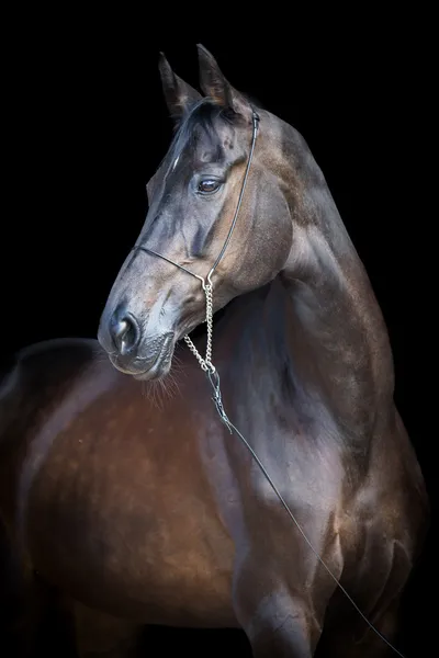 Ahal-teke caballo — Foto de Stock