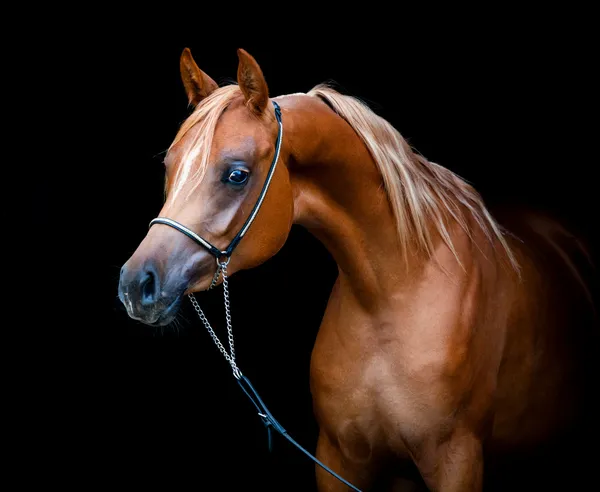 Cabeça de cavalo castanha — Fotografia de Stock