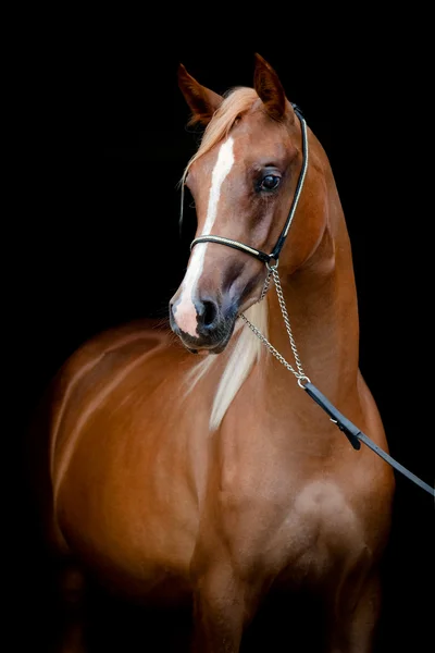 Kastanje paard hoofd — Stockfoto